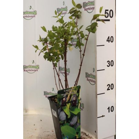 Kamcsatkai mézbogyó Lonicera kamtschatica 'Woloszebnica' 30-40 cm