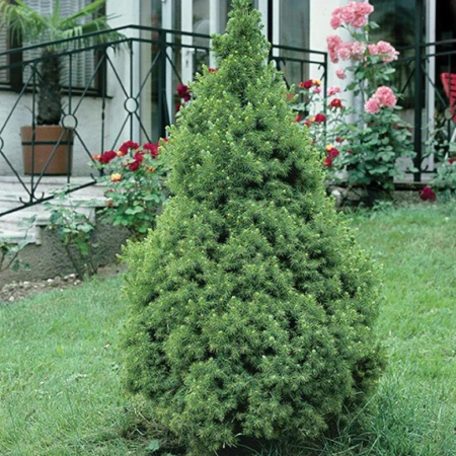 Cukorsüvegfenyő Picea glauca Conica 100-110 cm