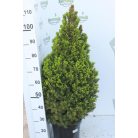 Cukorsüvegfenyő Picea glauca Conica 100-110 cm