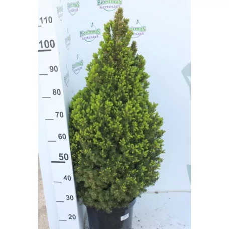 Cukorsüvegfenyő Picea glauca Conica 100-110 cm