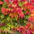 Tapadókorongos vadszőlő Parthenocissus tricuspidata 'Veitchii'Boskoop' 60-75 cm
