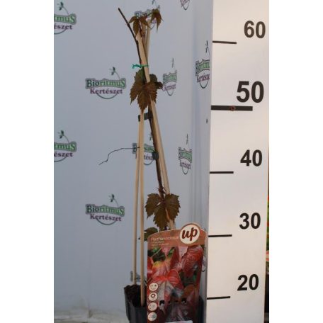 Tapadókorongos vadszőlő Parthenocissus tricuspidata 'Veitchii'Boskoop' 60-75 cm