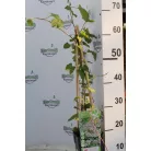 Kínai iszalag Fallopia aubertii 60-75 cm