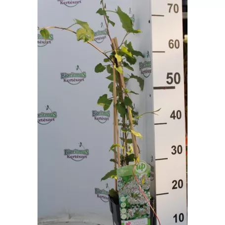 Kínai iszalag Fallopia aubertii 60-75 cm