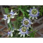 Kék golgotavirág Passiflora caerulea 60-75 cm