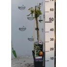 Kék golgotavirág Passiflora caerulea 60-75 cm