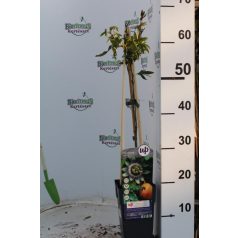 Kék golgotavirág Passiflora caerulea 60-75 cm