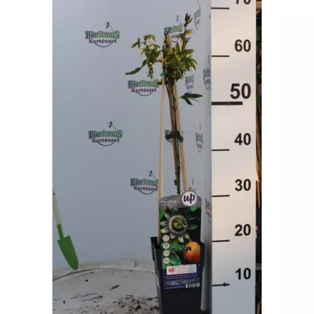 Kék golgotavirág Passiflora caerulea 60-75 cm