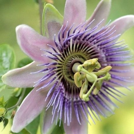 Rózsaszín golgotavirág Passiflora caerulea Purple Haze 60-75 cm