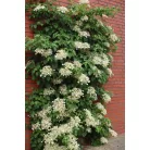 Kúszó hortenzia Hydrangea petiolaris 60-75 cm
