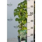 Kúszó hortenzia Hydrangea petiolaris 60-75 cm