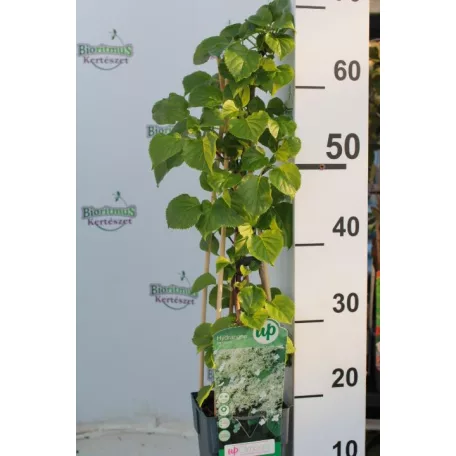 Kúszó hortenzia Hydrangea petiolaris 60-75 cm