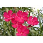 Leander Nerium oleander 30 cm-es