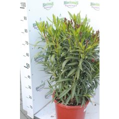 Leander Nerium oleander 30 cm-es