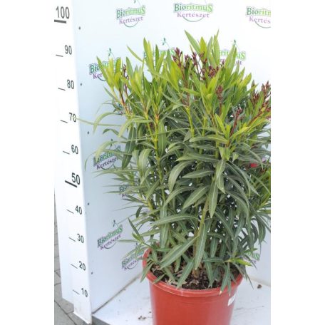 Leander Nerium oleander 30 cm-es