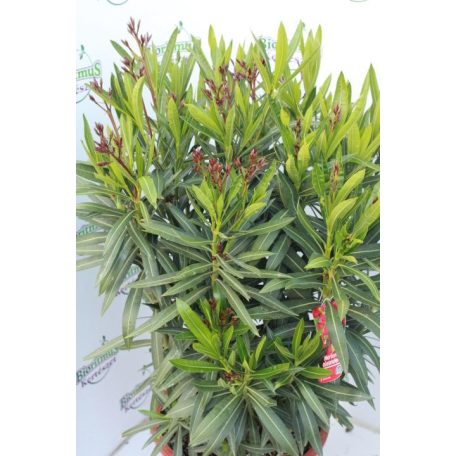 Leander Nerium oleander 30 cm-es