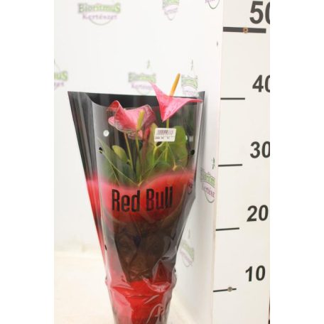 Flamingóvirág Anthurium andreanum Red 4+ virággal