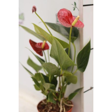 Flamingóvirág Anthurium Success Red 5+ FLower