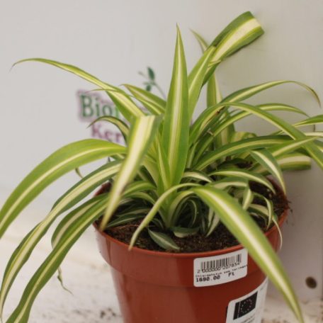 Zöldike, csokrosinda Chlorophytum comosum 'Variegatum'