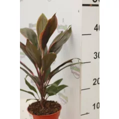 Bunkóliliom Cordyline mix 12 cm