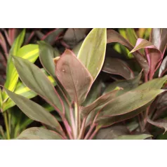 Bunkóliliom Cordyline mix 12 cm
