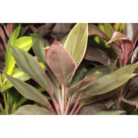 Bunkóliliom Cordyline mix 12 cm