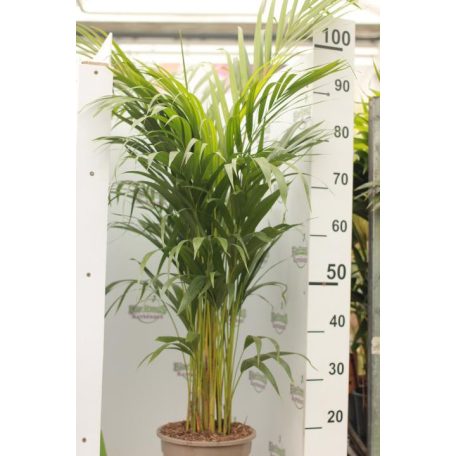 Aranypálma Dypsis lutescens