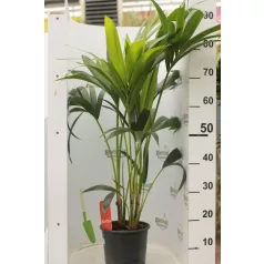 Kenciapálma Howea forsteriana