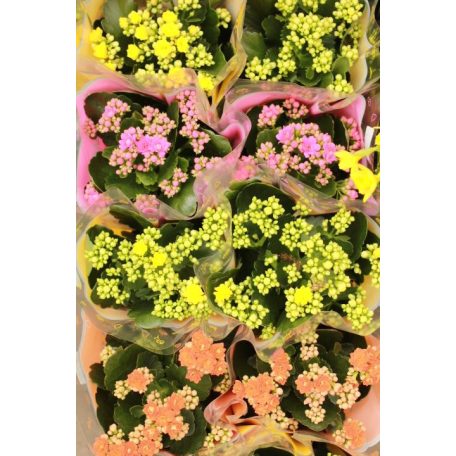 Korallvirág Kalanchoe blossfeldiana Mix 