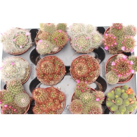 Szemölcs kaktusz Mammillaria mix + flowers