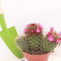 Szemölcs kaktusz Mammillaria mix + flowers