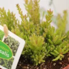 Vesszőkaktusz Rhipsalis mesembryanthemoides 12 cm