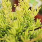 Vesszőkaktusz Rhipsalis mesembryanthemoides 12 cm