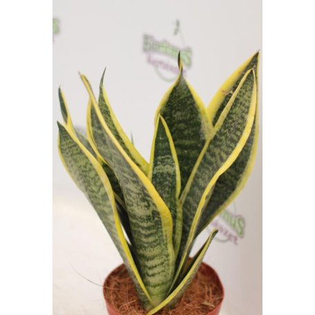 Anyósnyelv Sansevieria trifasciata 'Futura Sup