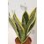Anyósnyelv Sansevieria trifasciata 'Futura Sup