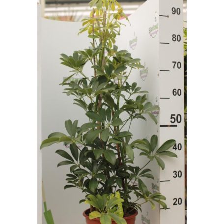 Sugárarália Schefflera 'Compacta' Pyramide