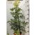 Sugárarália Schefflera 'Compacta' Pyramide