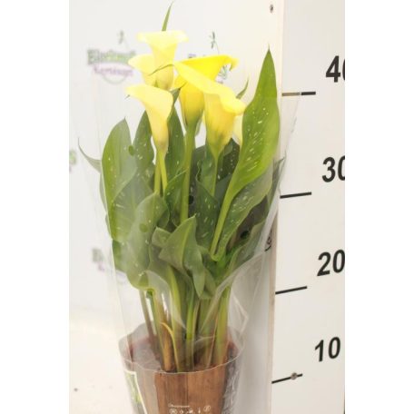 Kála Zantedeschia 5+ mix + potcover