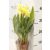 Kála Zantedeschia 5+ mix + potcover