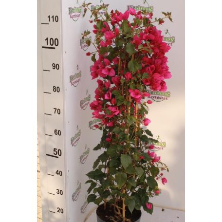 Murvafürt Bougainvillea 'Sanderiana' 110 cm