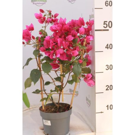 Murvafürt Bougainvillea 'Sanderiana' 55 cm