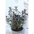 Veronikacserje Hebe in cultivars 13cm-es cserépben