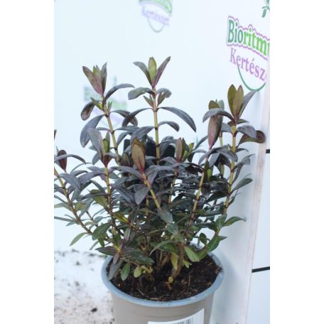 Veronikacserje Hebe in cultivars 13cm-es cserépben