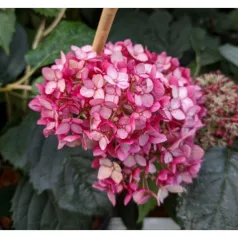   Cserjés hortenzia Ruby Hydrangea arbo. 'Ruby Annabelle'