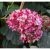 Cserjés hortenzia Ruby Hydrangea arbo. 'Ruby Annabelle'