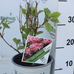   Cserjés hortenzia Ruby Hydrangea arbo. 'Ruby Annabelle'