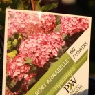 Cserjés hortenzia Ruby Hydrangea arbo. 'Ruby Annabelle'