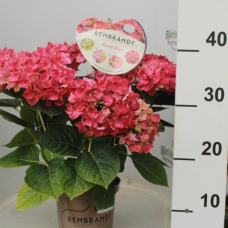 Hortenzia extra Rembrandt fajta Hydrangea macr. 'Rembrandt'