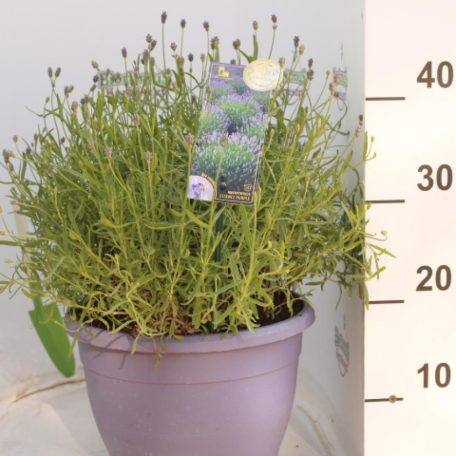 Angol levendula Lavandula ang. 'Essence Purple'