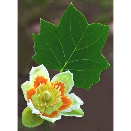 Amerikai tulipánfa  Liriodendron tulipifera